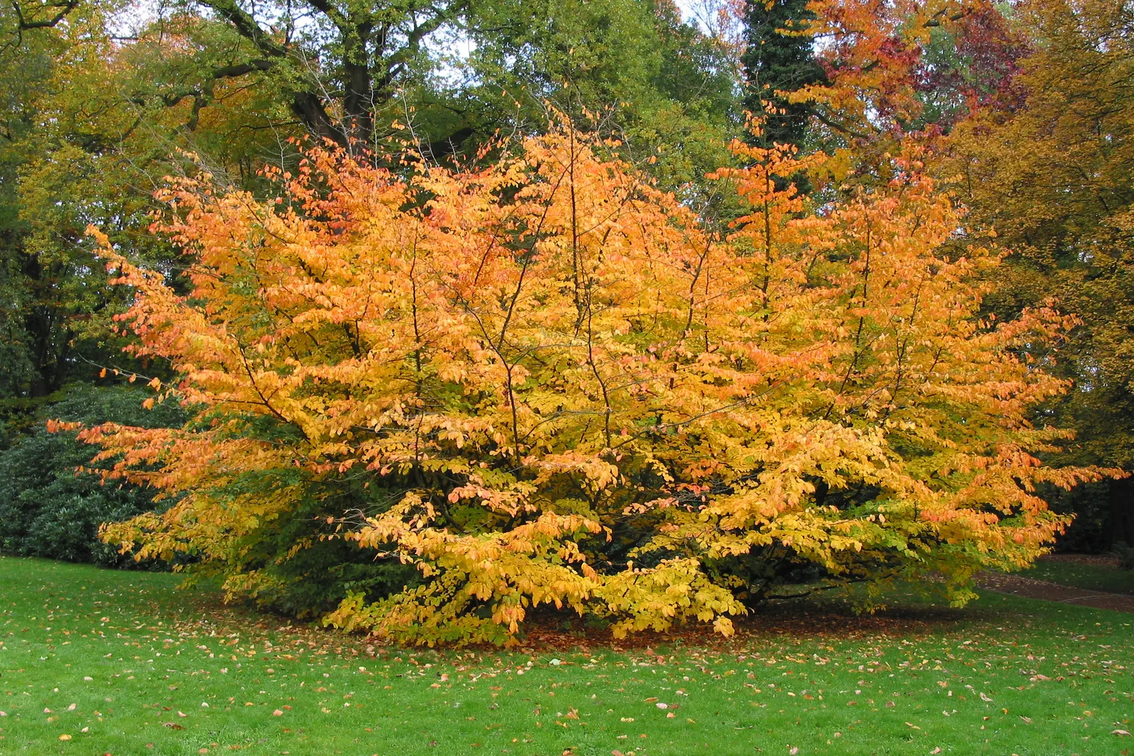 Persian Parrotia (Parrotia Persica) — the tree showcases inconspicuous; red flowers that resemble clusters of small filaments.<br><br>As the seasons transition