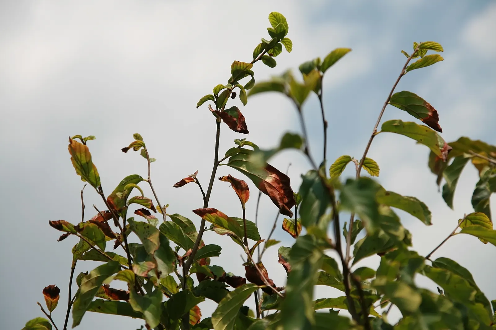 Persian Parrotia (Parrotia Persica) — Preferring full sun to partial shade; the tree showcases inconspicuous