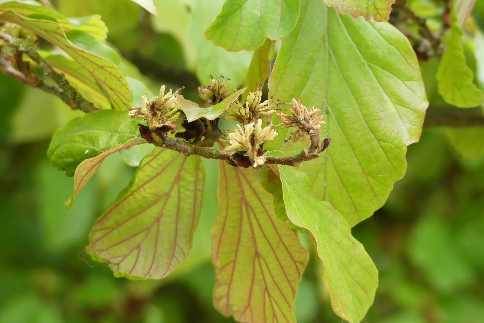 Persian Parrotia (Parrotia Persica) — shrub / tree for full or half or shade