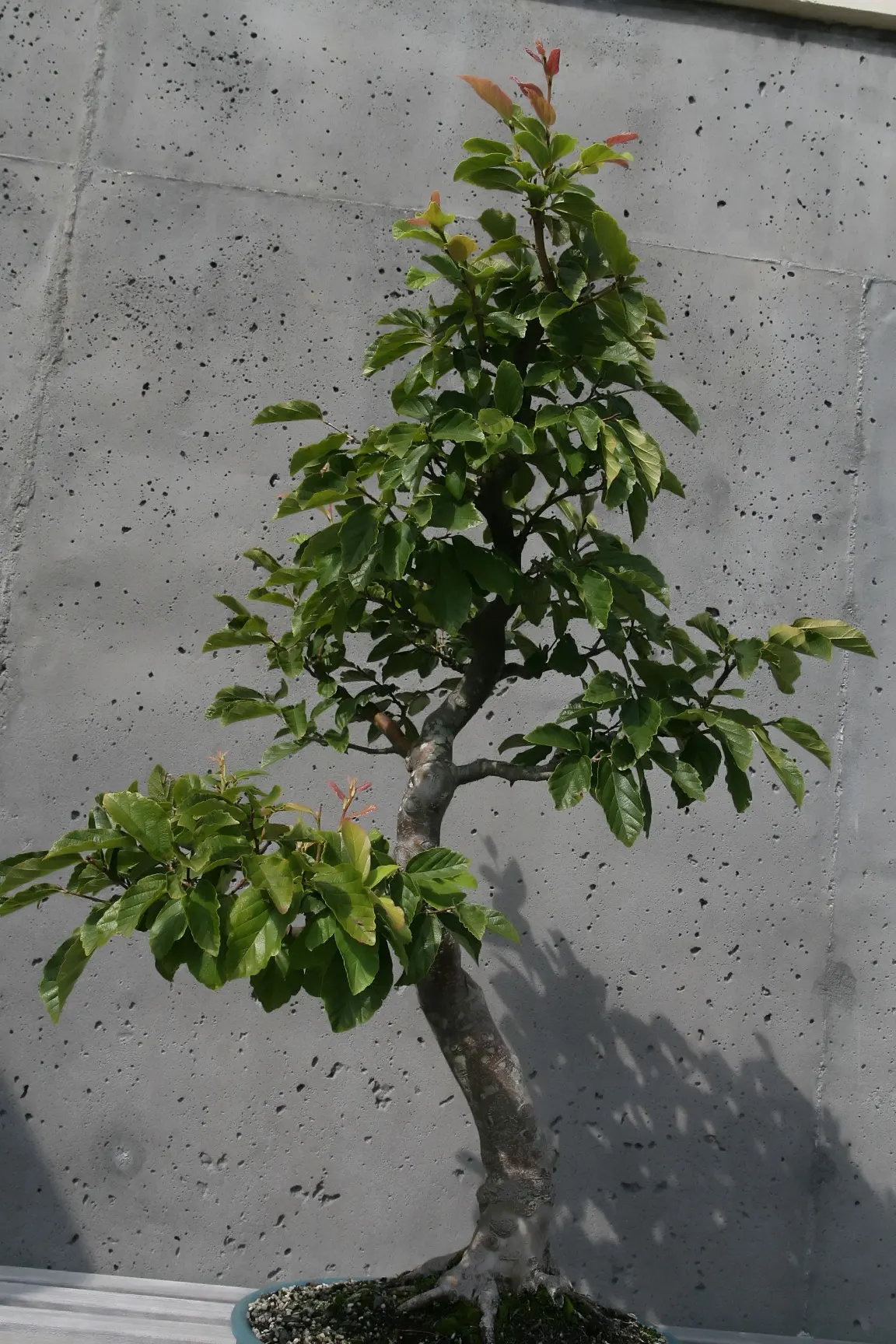Persian Parrotia (Parrotia Persica) — Mature specimens can reach heights of 20 to 40 feet with a canopy spread of 15 to 30 feet, image 104