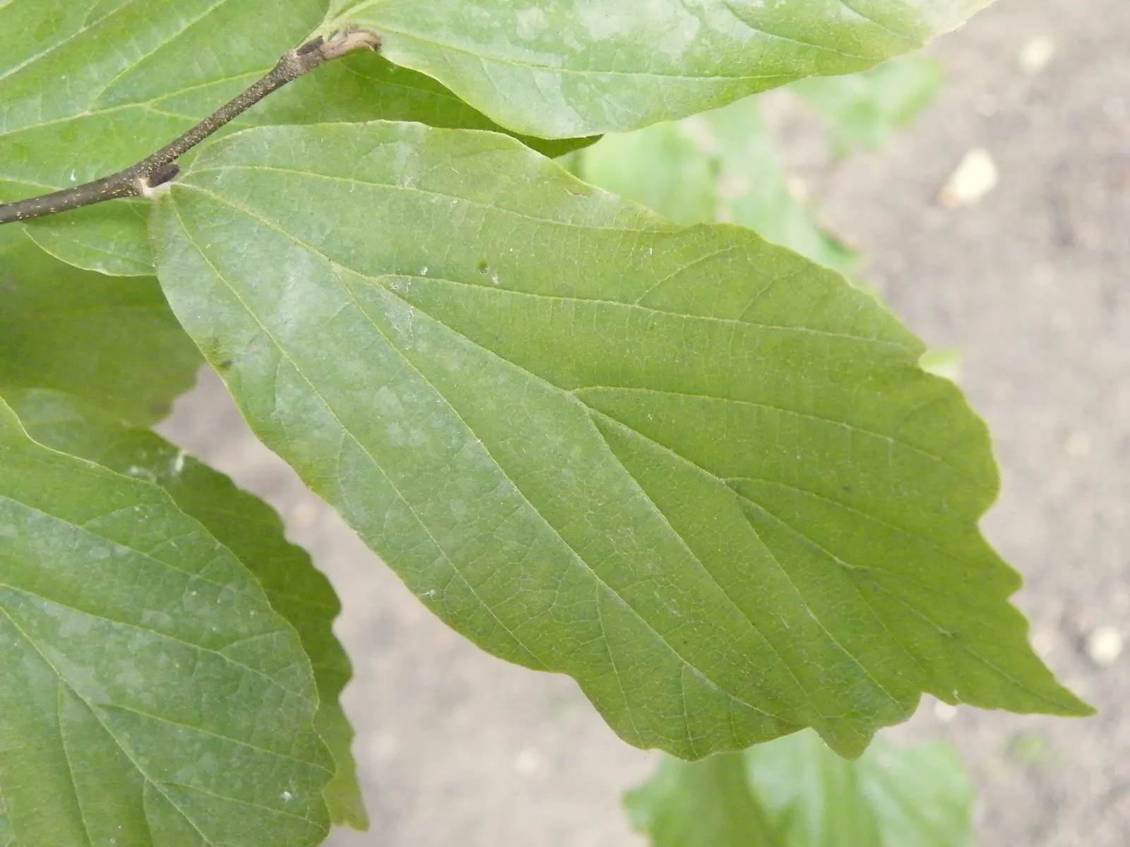 Persian Parrotia (Parrotia Persica) — known as Persian Parrotia or Persian Ironwood; noted for its exfoliating bark and brilliant fall colors, image 70