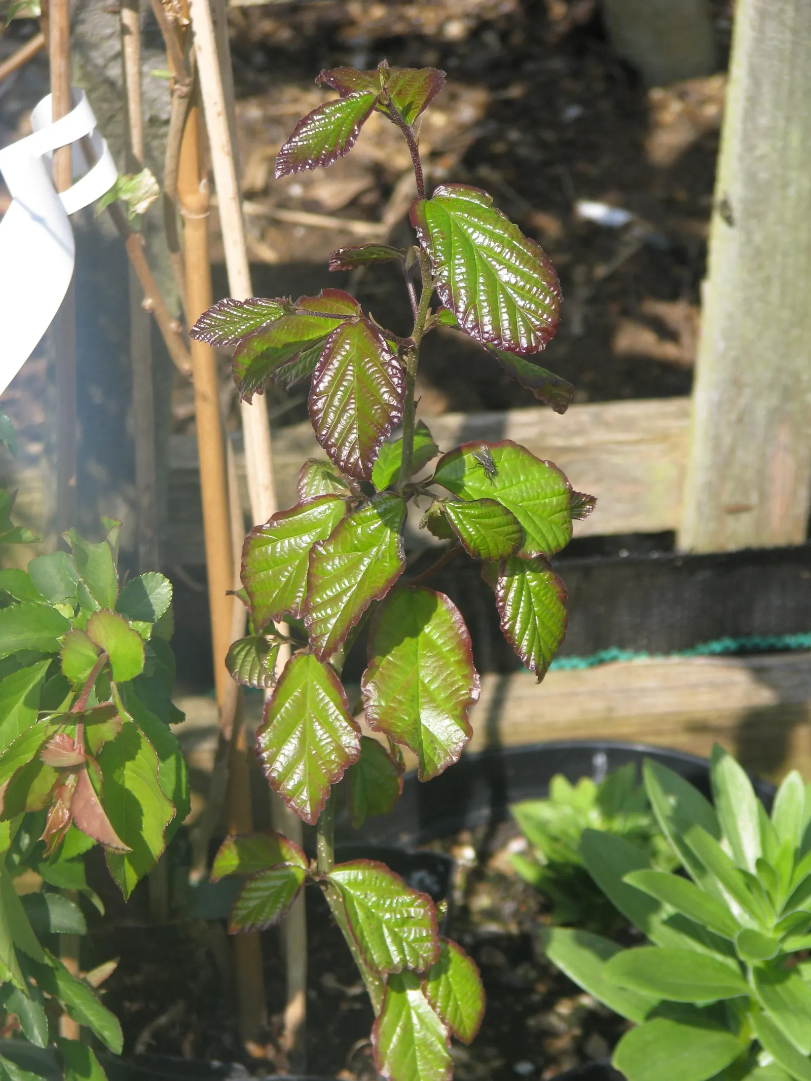 Persian Parrotia (Parrotia Persica) — Persian Parrotia offers an impressive display of foliage; offering year-round interest in urban or residential settings