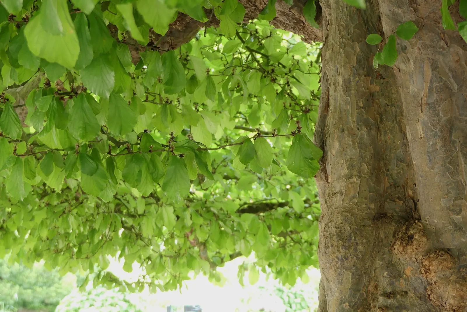 Persian Parrotia (Parrotia Persica) — It prefers well-drained soil and, once established, is quite drought tolerant; preferring full sun to partial, image 90