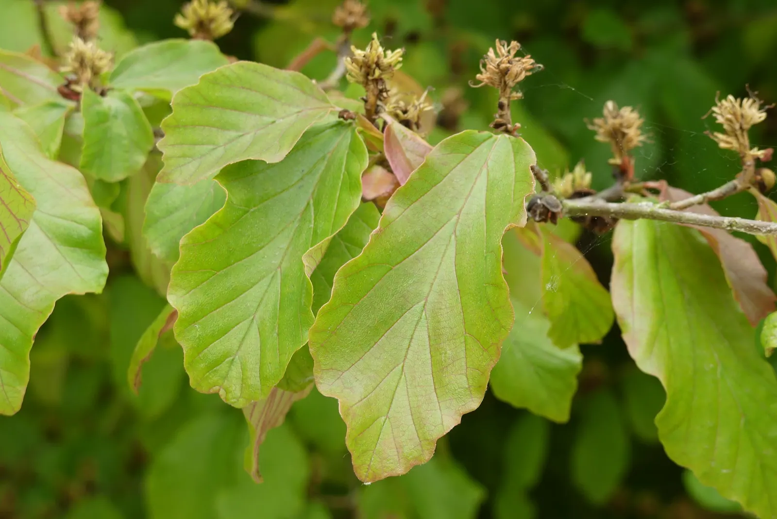 Persian Parrotia (Parrotia Persica) — is a deciduous tree valued for its ornamental features; native to Iran and Northern Iran, image 94