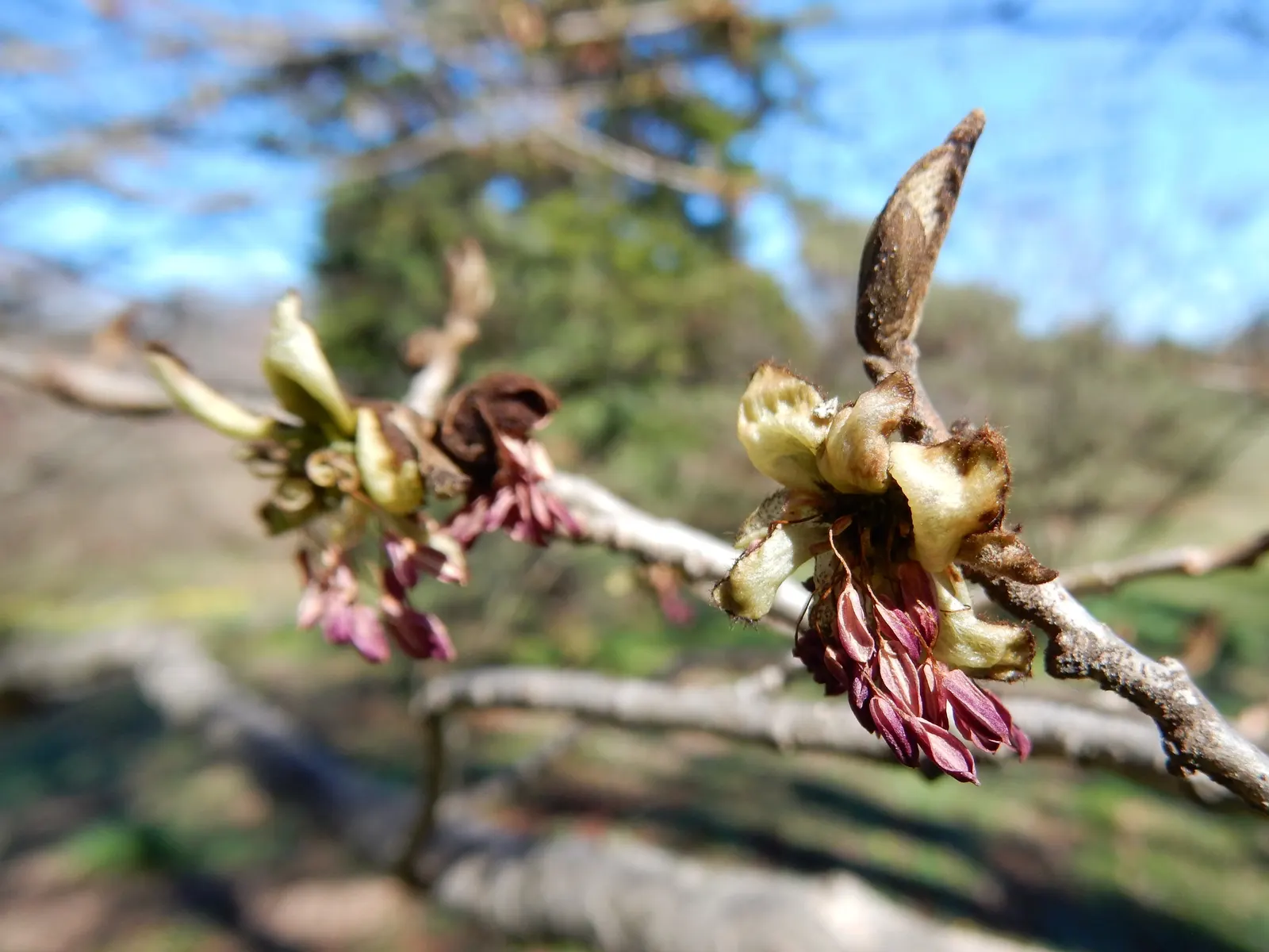 Persian Parrotia (Parrotia Persica) — Noted for its exfoliating bark and brilliant fall colors ranging from yellow to crimson; is a deciduous tree, image 73