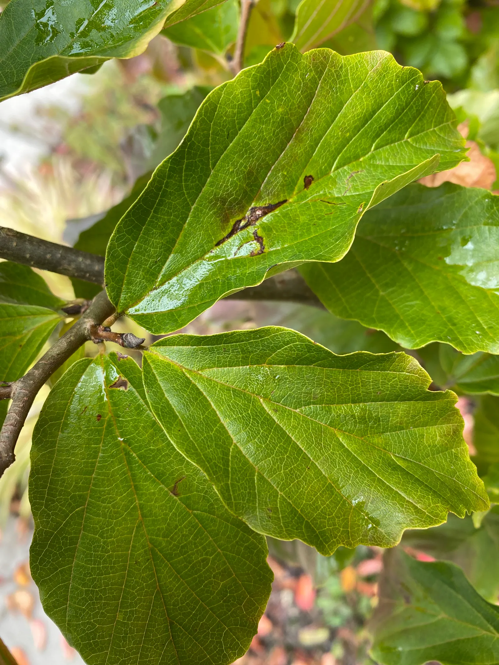 Persian Parrotia (Parrotia Persica) — It matures to roughly 20-40 feet high with a similar spread; persian Parrotia offers an impressive display of, image 72
