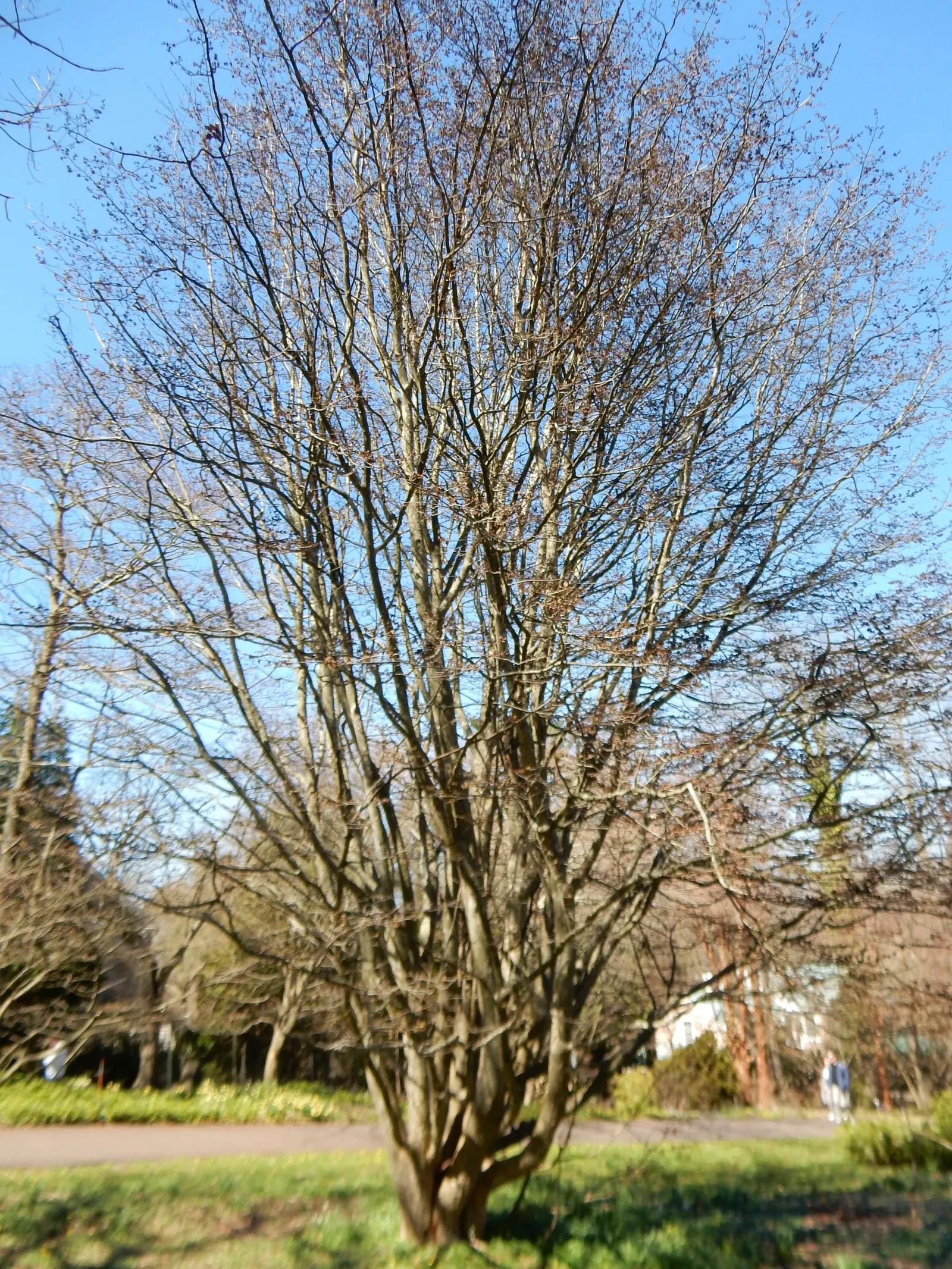 Persian Parrotia (Parrotia Persica) — before the foliage unfolds