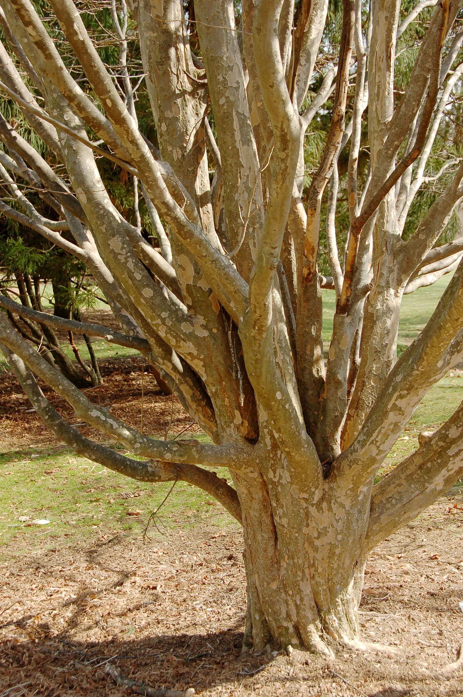 Persian Parrotia (Parrotia Persica) — Preferring full sun to partial shade; the tree showcases inconspicuous, image 52
