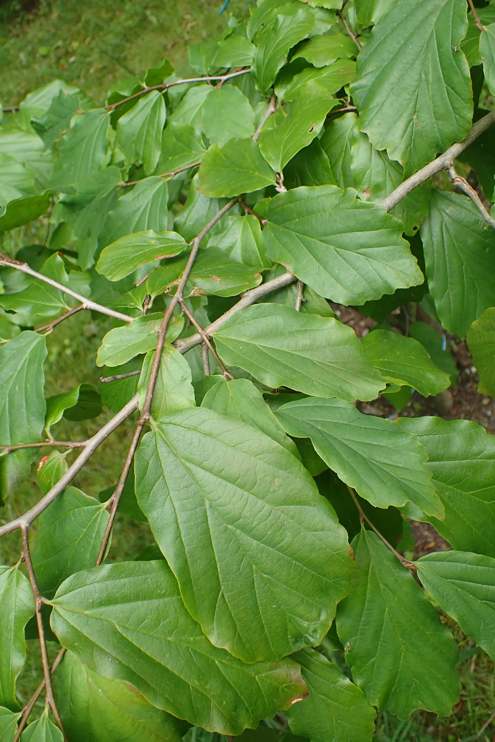 Persian Parrotia (Parrotia Persica) — scientifically known as Parrotia persica; and creams - a characteristic that provides visual interest even in the heart