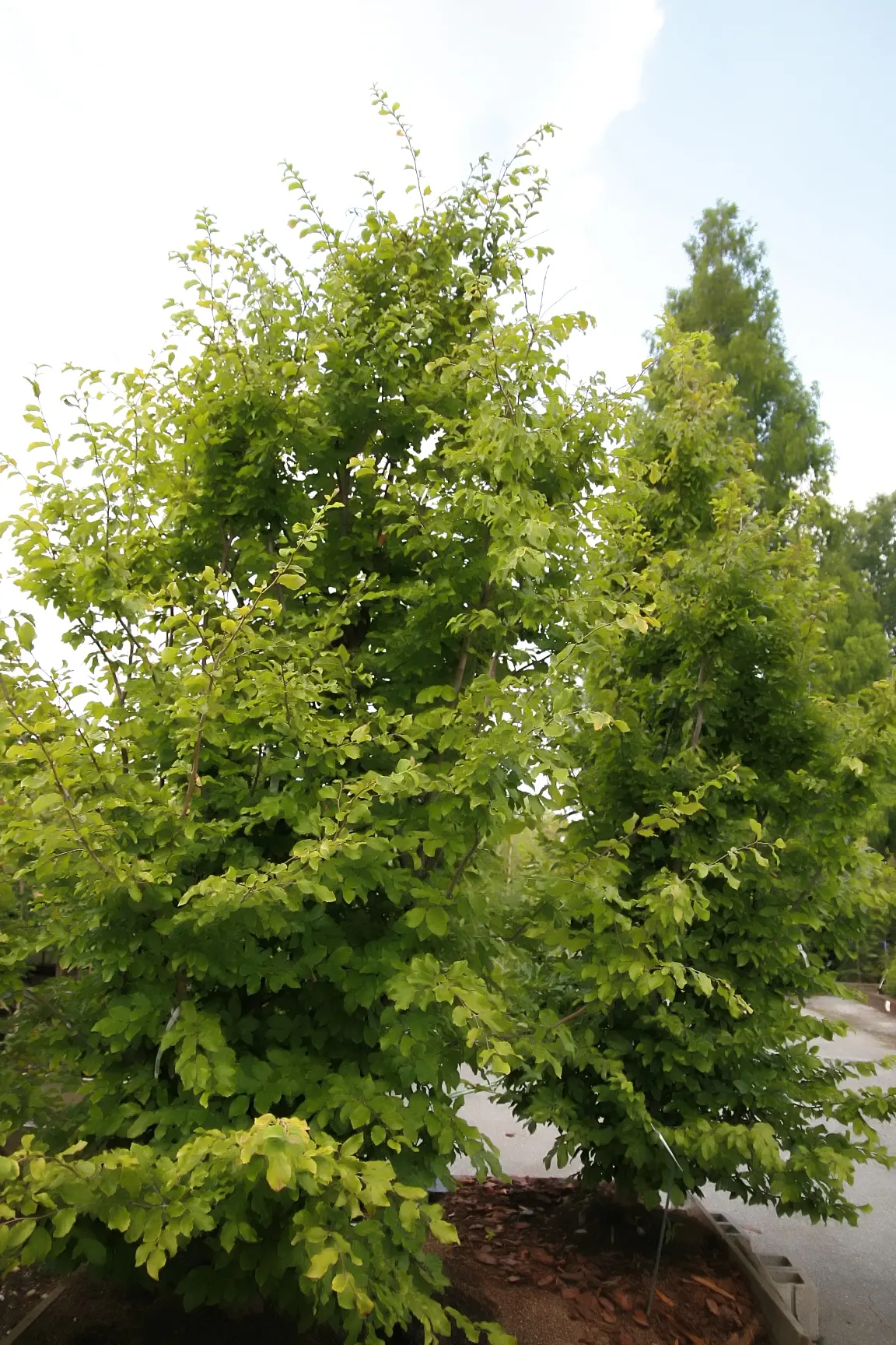 Persian Parrotia (Parrotia Persica) — turn to a riot of autumnal colors ranging from golden yellow to fiery scarlet and deep purple