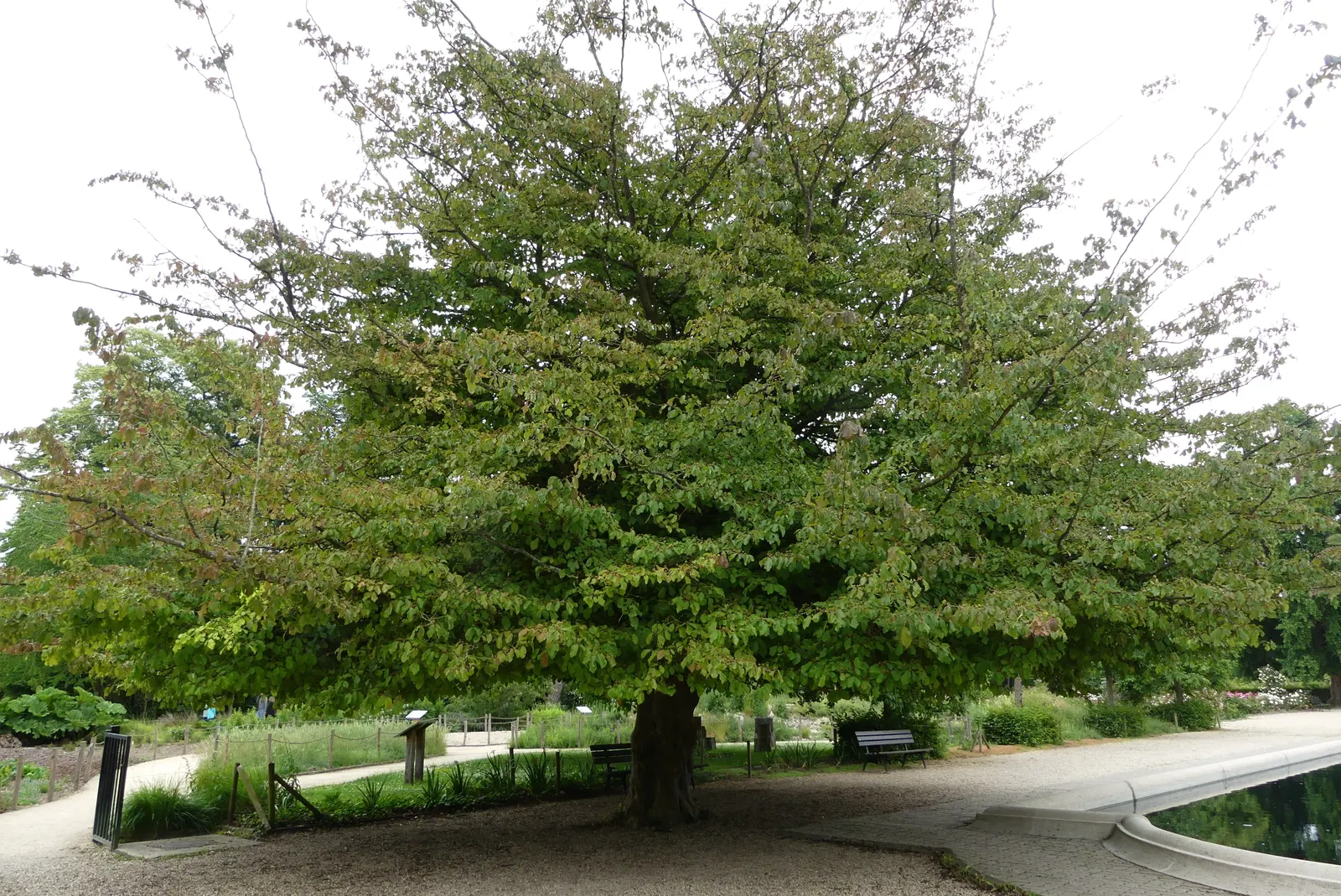 Persian Parrotia (Parrotia Persica) — Preferring full sun to partial shade