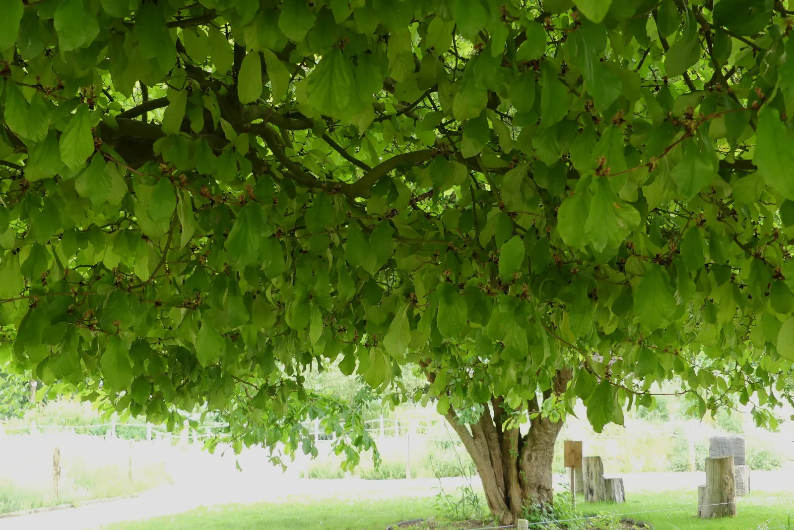 Persian Parrotia (Parrotia Persica) — the tree showcases inconspicuous; red flowers that resemble clusters of small filaments.<br><br>As the, image 85