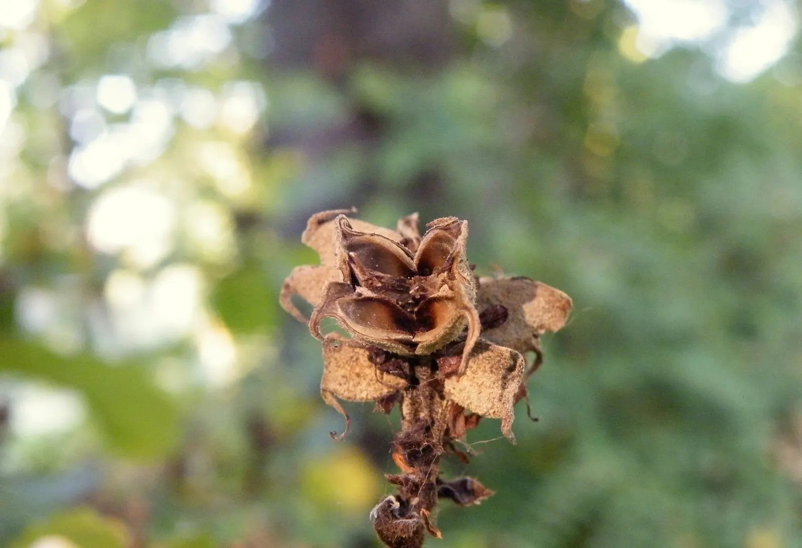 Persian Parrotia (Parrotia Persica) — it thrives in USDA zones 4-8; scientifically known as Parrotia persica, image 97