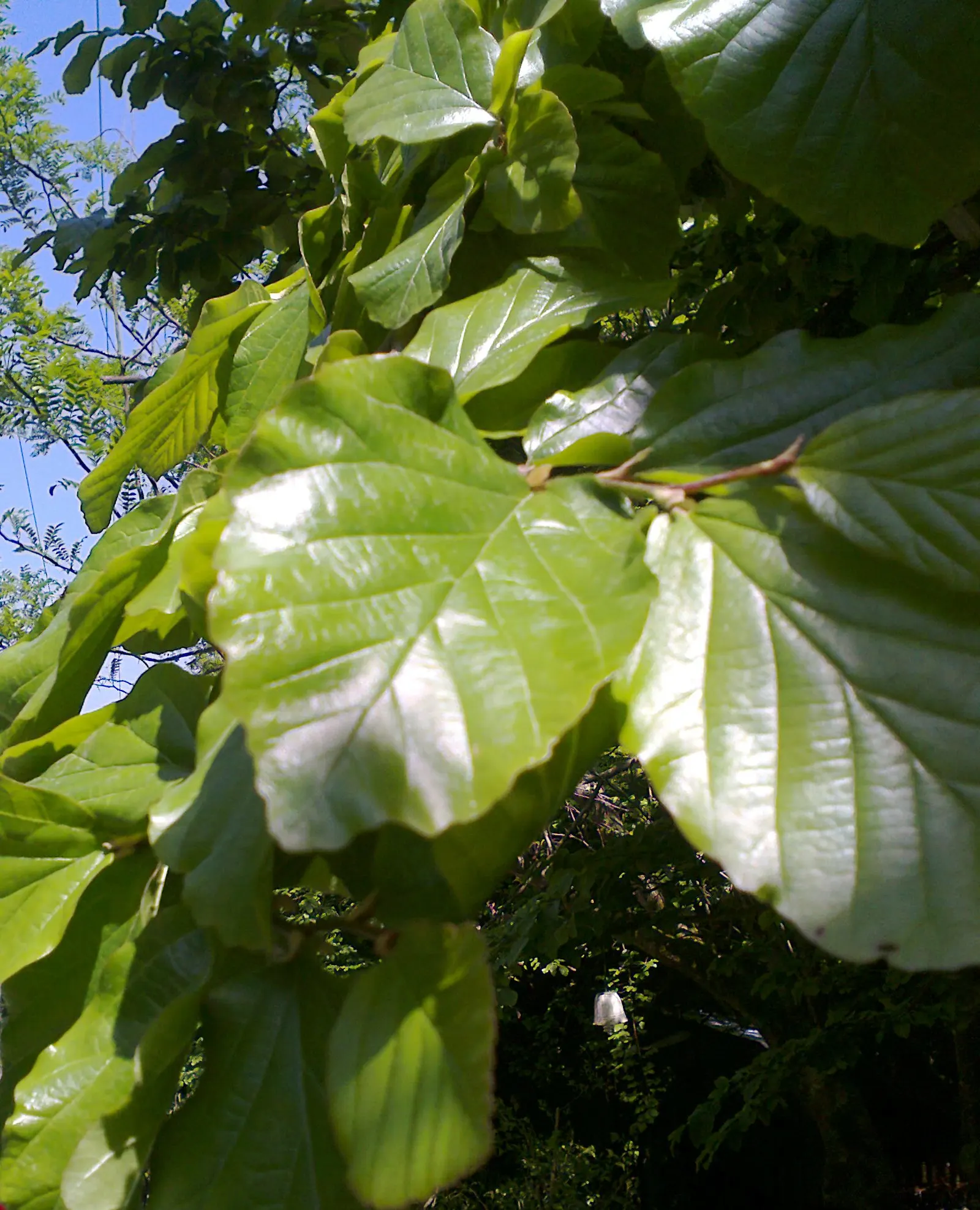 Persian Parrotia (Parrotia Persica) — it thrives in USDA zones 4-8; scientifically known as Parrotia persica, image 74
