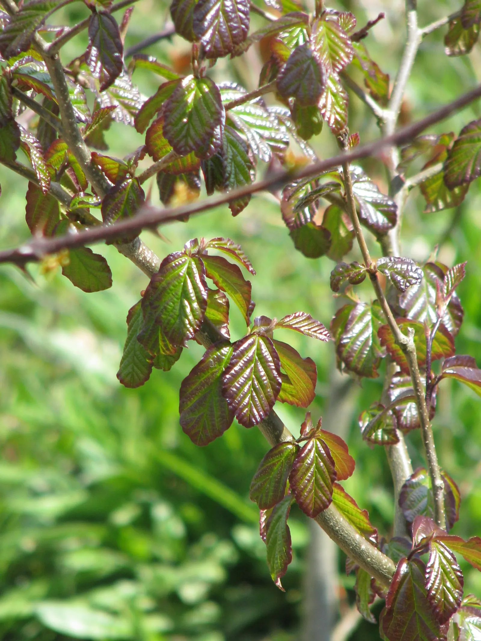 Persian Parrotia (Parrotia Persica) — the tree showcases inconspicuous