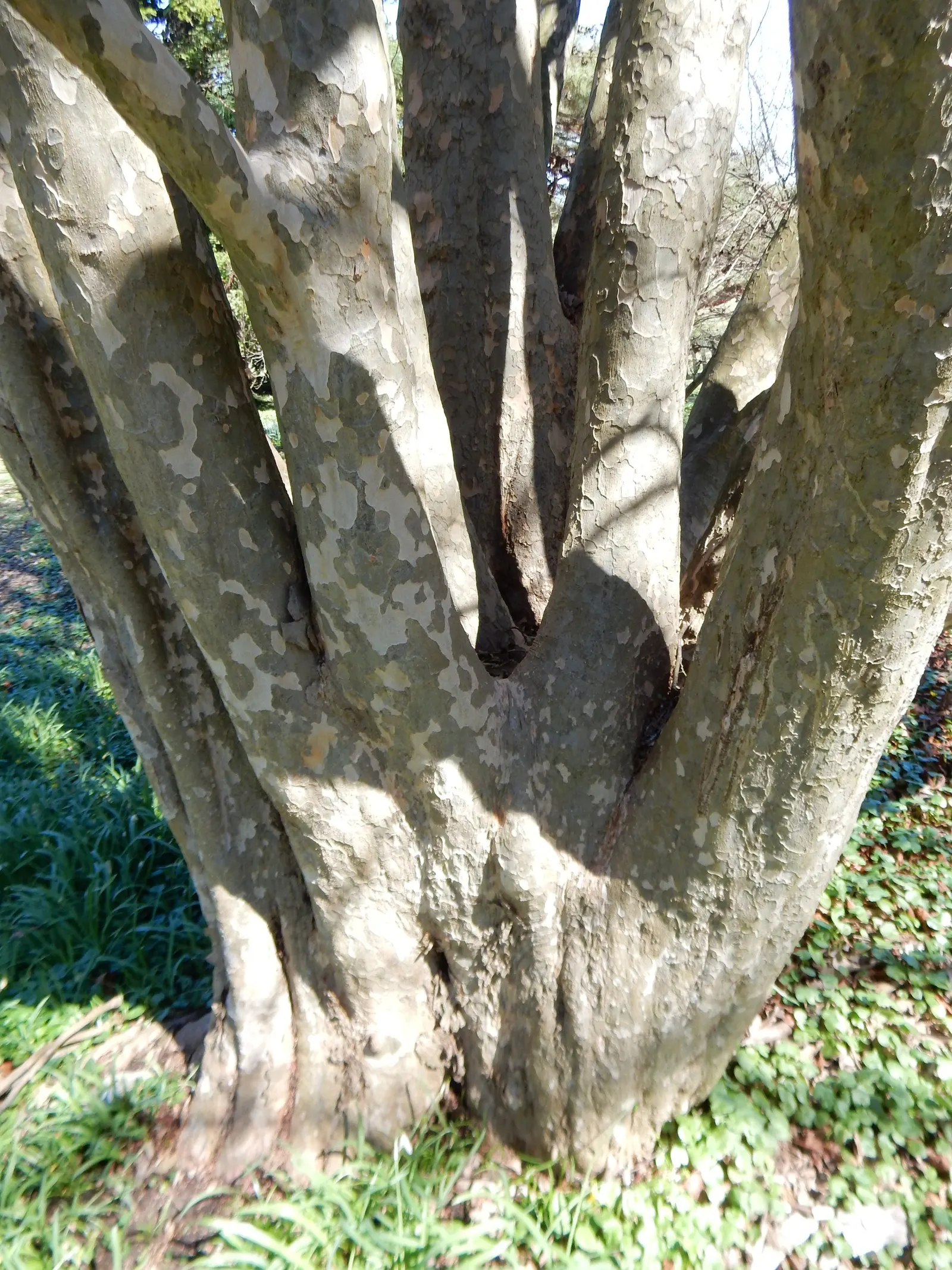 Persian Parrotia (Parrotia Persica) — known as Persian Parrotia or Persian Ironwood; noted for its exfoliating bark and brilliant fall colors, image 93