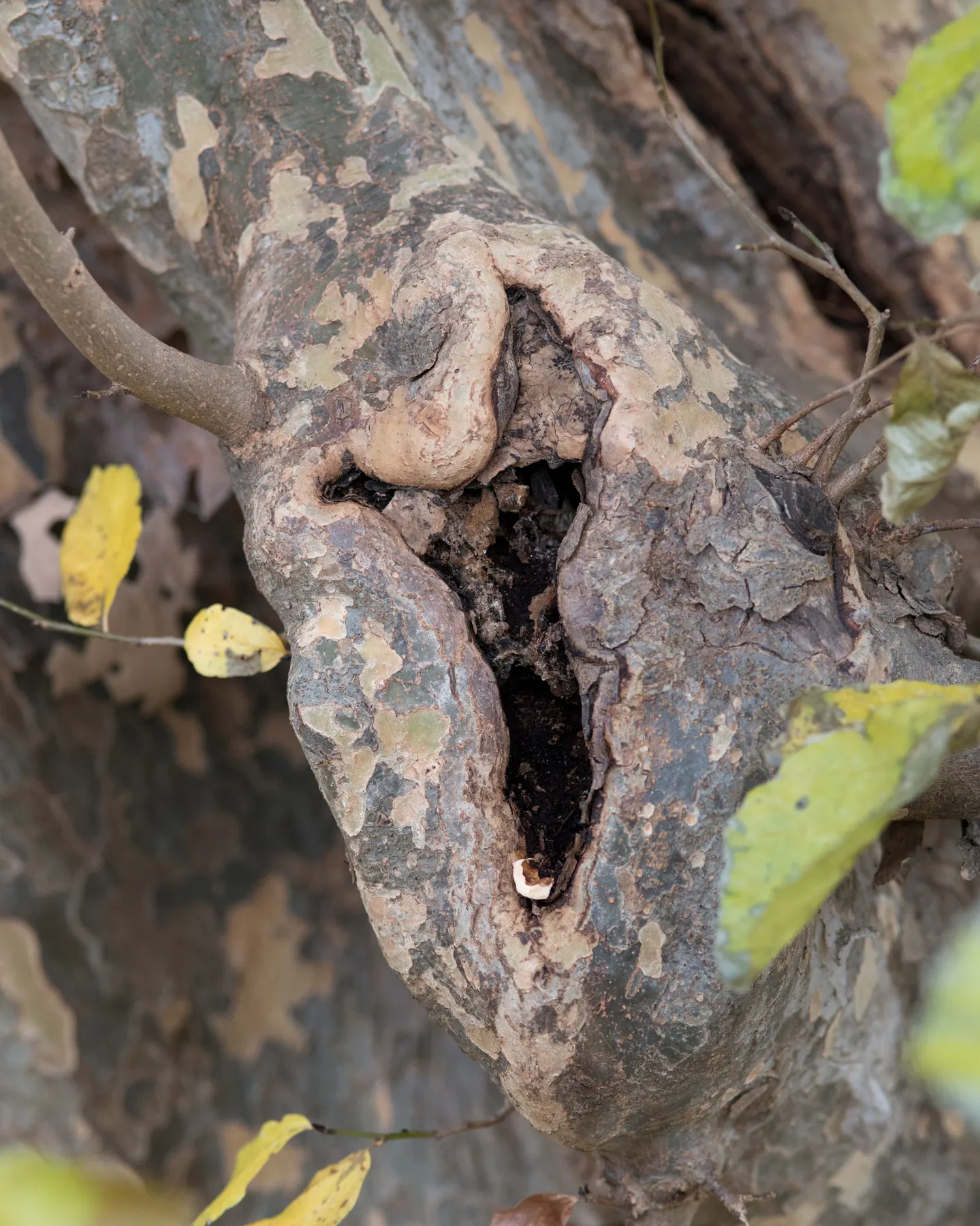 Persian Parrotia (Parrotia Persica) — which peels away to reveal a mosaic of grays; starting as lustrous green, image 105