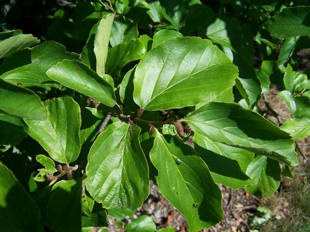 Persian Parrotia (Parrotia Persica) — It matures to roughly 20-40 feet high with a similar spread; persian Parrotia offers an impressive display of, image 49