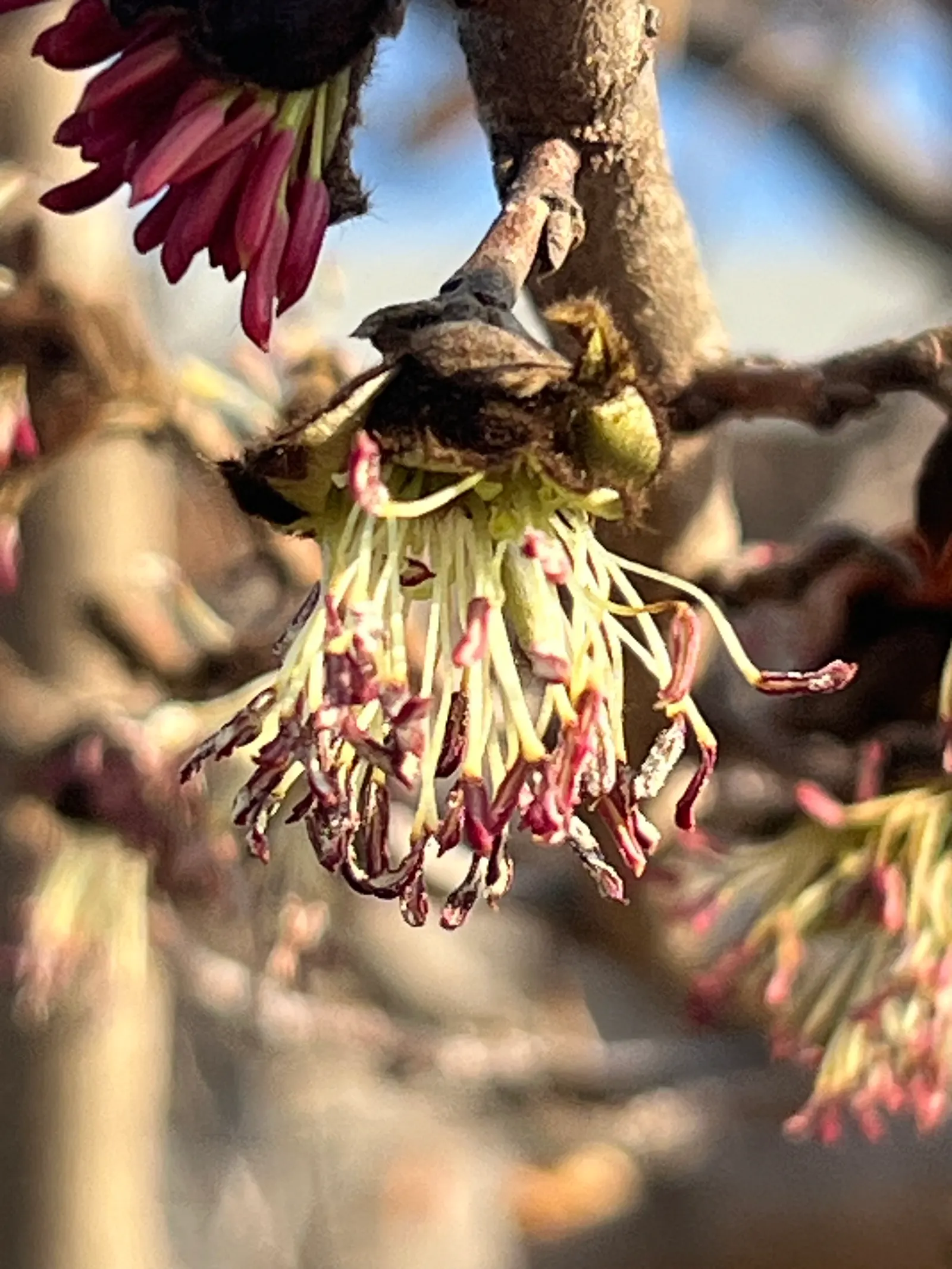 Persian Parrotia (Parrotia Persica) — Noted for its exfoliating bark and brilliant fall colors ranging from yellow to crimson