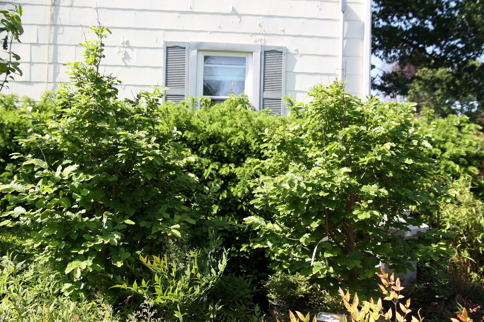 Persian Parrotia (Parrotia Persica) — red flowers that resemble clusters of small filaments.<br><br>As the seasons transition; known as Persian, image 86