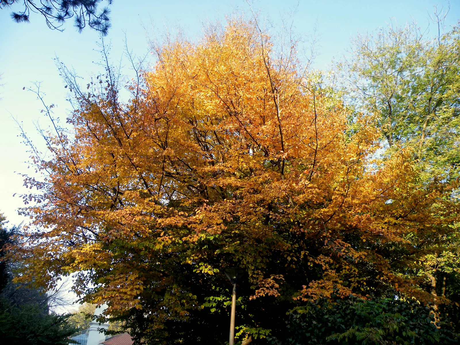 Persian Parrotia (Parrotia Persica) — the tree showcases inconspicuous; red flowers that resemble clusters of small filaments.<br><br>As the, image 108