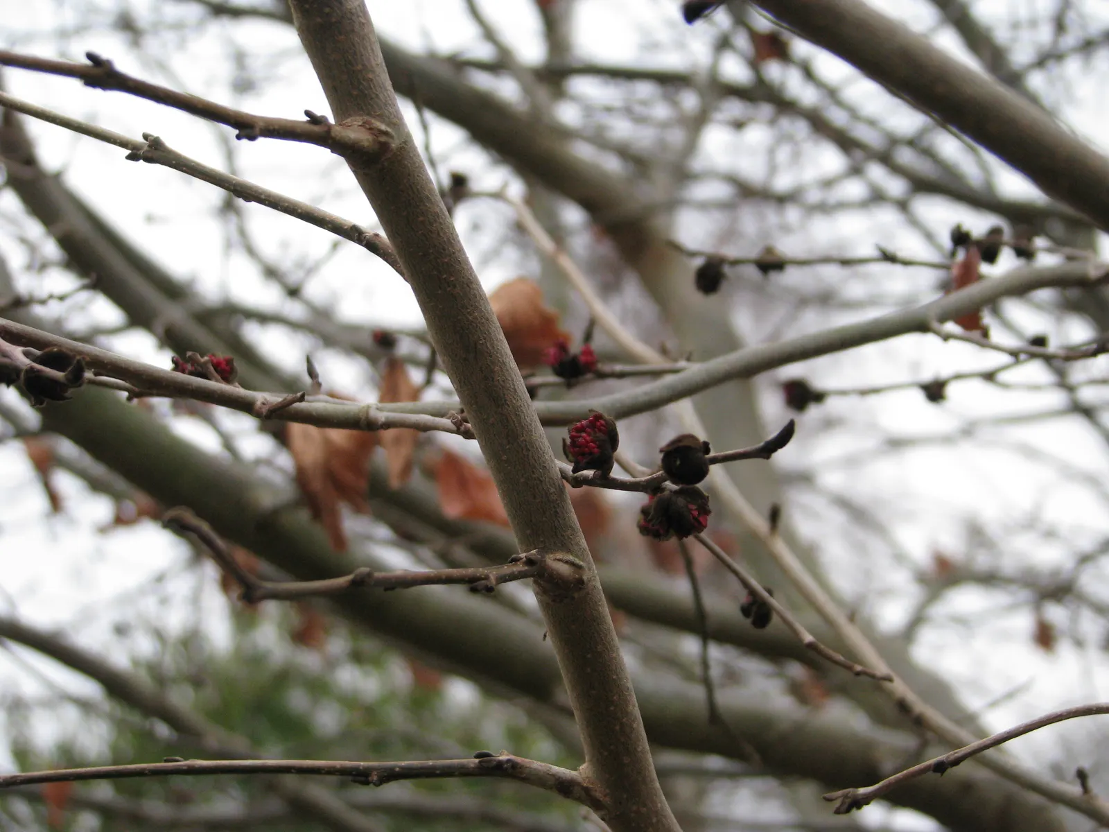 Persian Parrotia (Parrotia Persica) — Persian Parrotia offers an impressive display of foliage; offering year-round interest in urban or, image 110