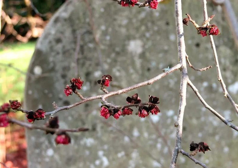 Persian Parrotia (Parrotia Persica) — the tree showcases inconspicuous; red flowers that resemble clusters of small filaments.<br><br>As the, image 62