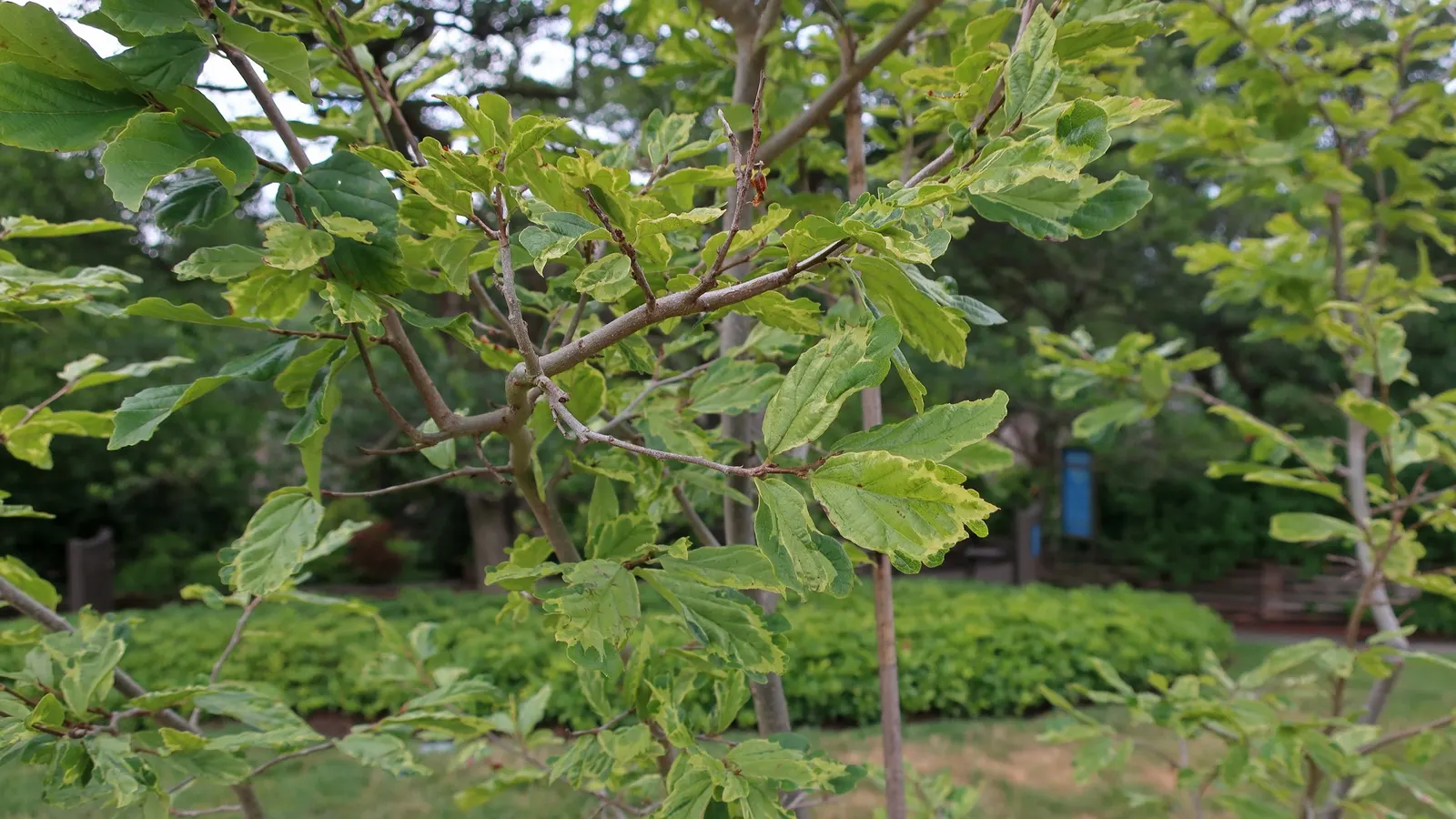 Persian Parrotia (Parrotia Persica) — and creams - a characteristic that provides visual interest even in the heart of winter