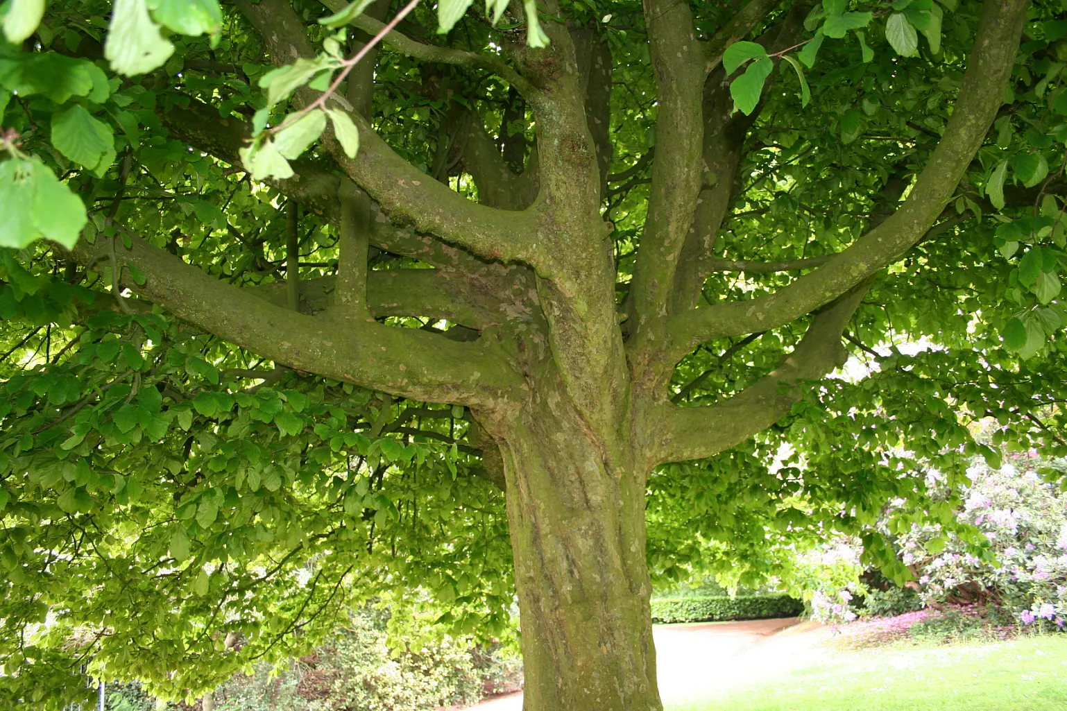 Persian Parrotia (Parrotia Persica) — offering year-round interest in urban or residential settings; it's adaptable to various soil types