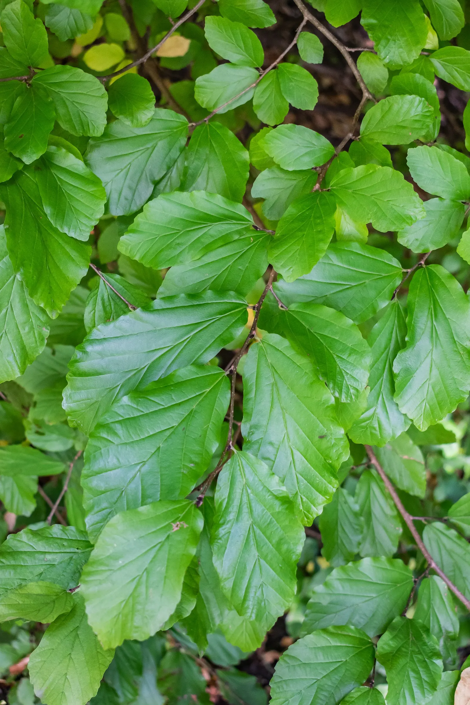 Persian Parrotia (Parrotia Persica) — Noted for its exfoliating bark and brilliant fall colors ranging from yellow to crimson; is a deciduous tree, image 96