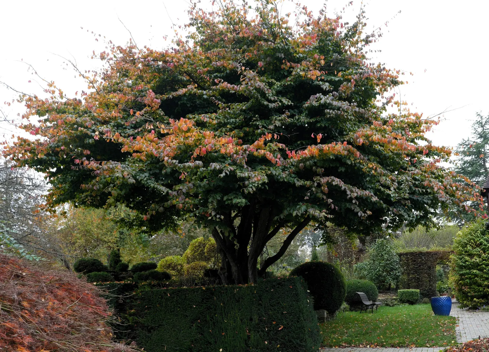 Persian Parrotia (Parrotia Persica) — shrub / tree for full or half or shade; turn to a riot of autumnal colors ranging from golden yellow to fiery, image 69