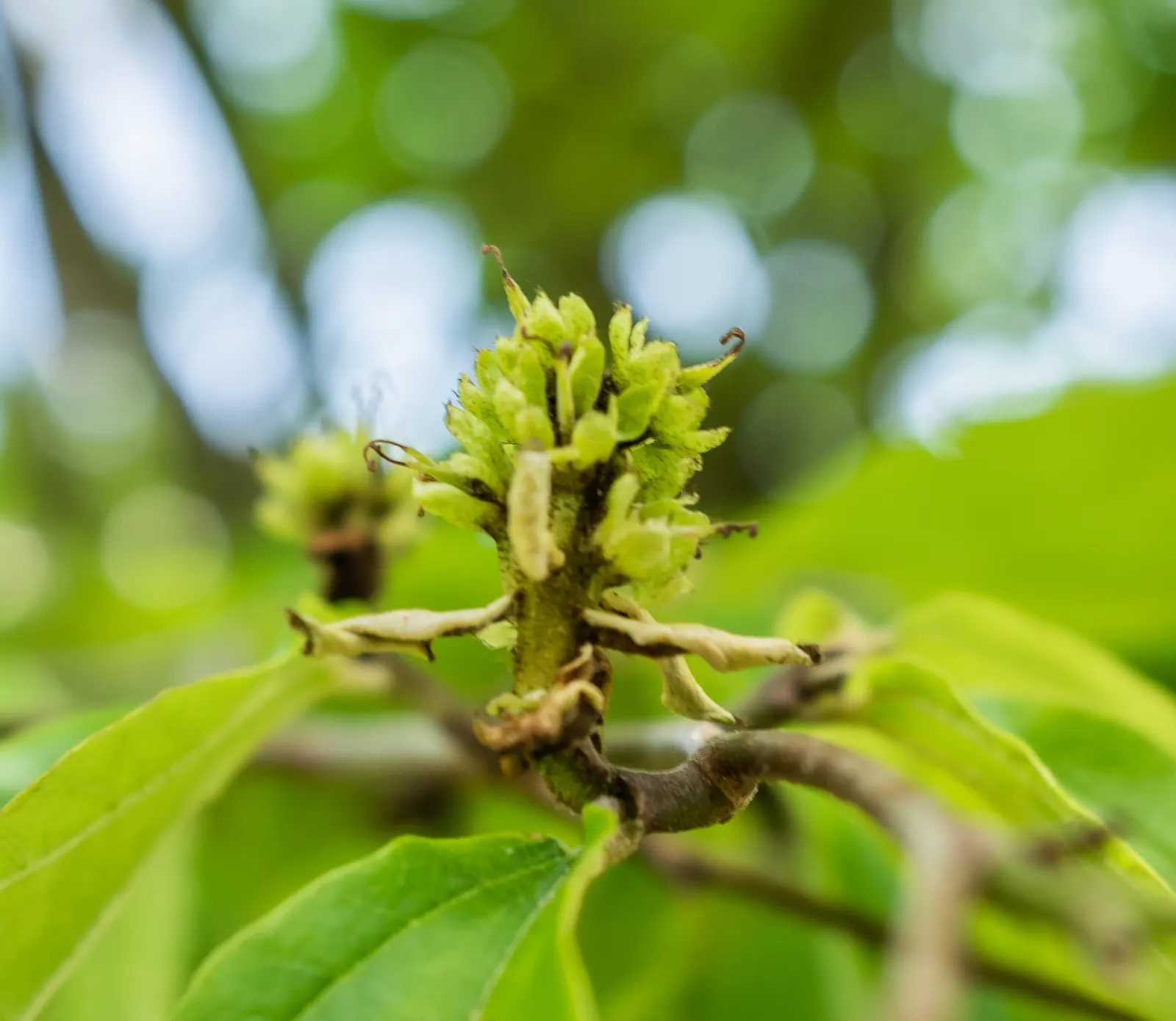 Persian Parrotia (Parrotia Persica) — It matures to roughly 20-40 feet high with a similar spread