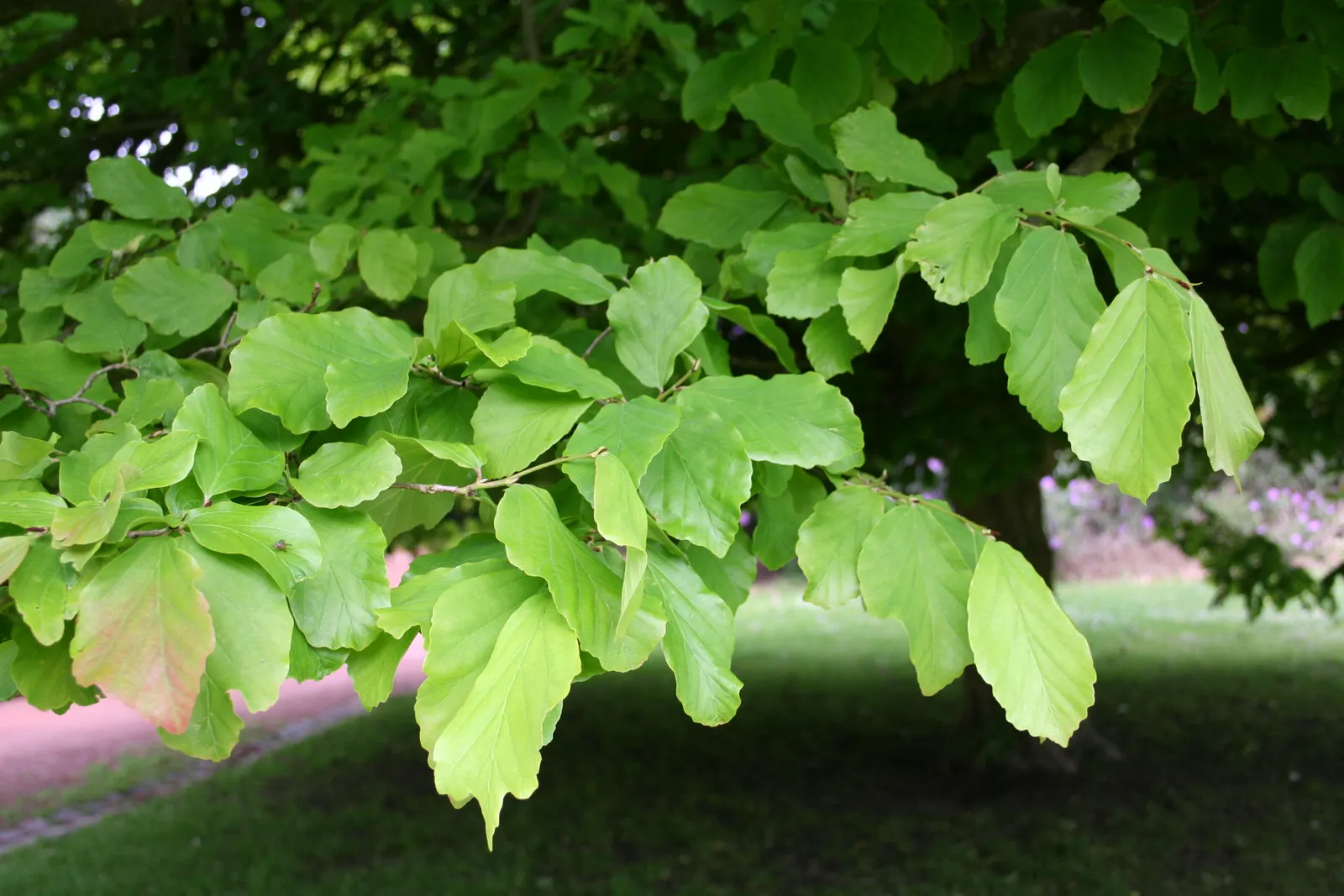 Persian Parrotia (Parrotia Persica) — it's adaptable to various soil types; shrub / tree for full or half or shade