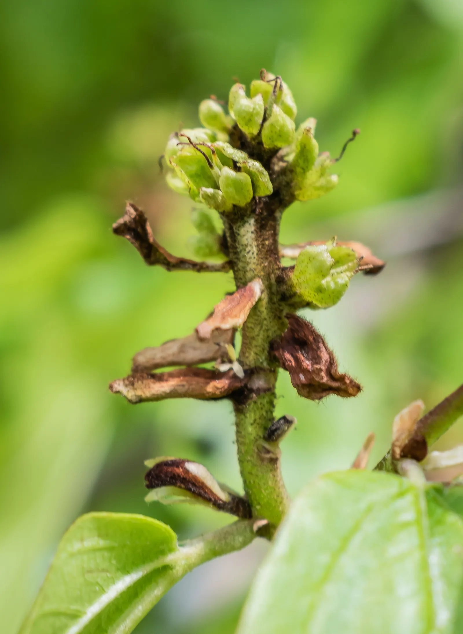 Persian Parrotia (Parrotia Persica) — red flowers that resemble clusters of small filaments.<br><br>As the seasons transition; known as Persian, image 63