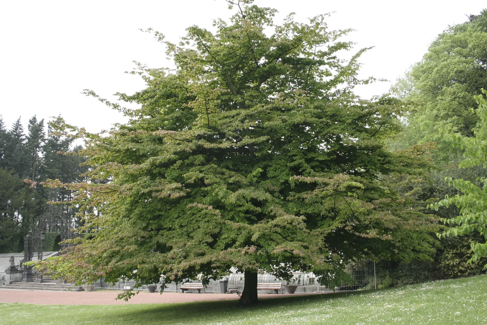 Persian Parrotia (Parrotia Persica) — It prefers well-drained soil and, once established, is quite drought tolerant