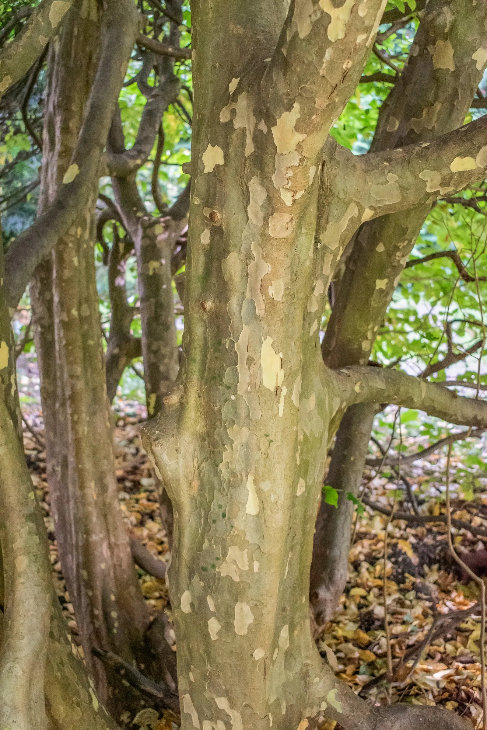 Persian Parrotia (Parrotia Persica) — offering year-round interest in urban or residential settings; it's adaptable to various soil types, image 77