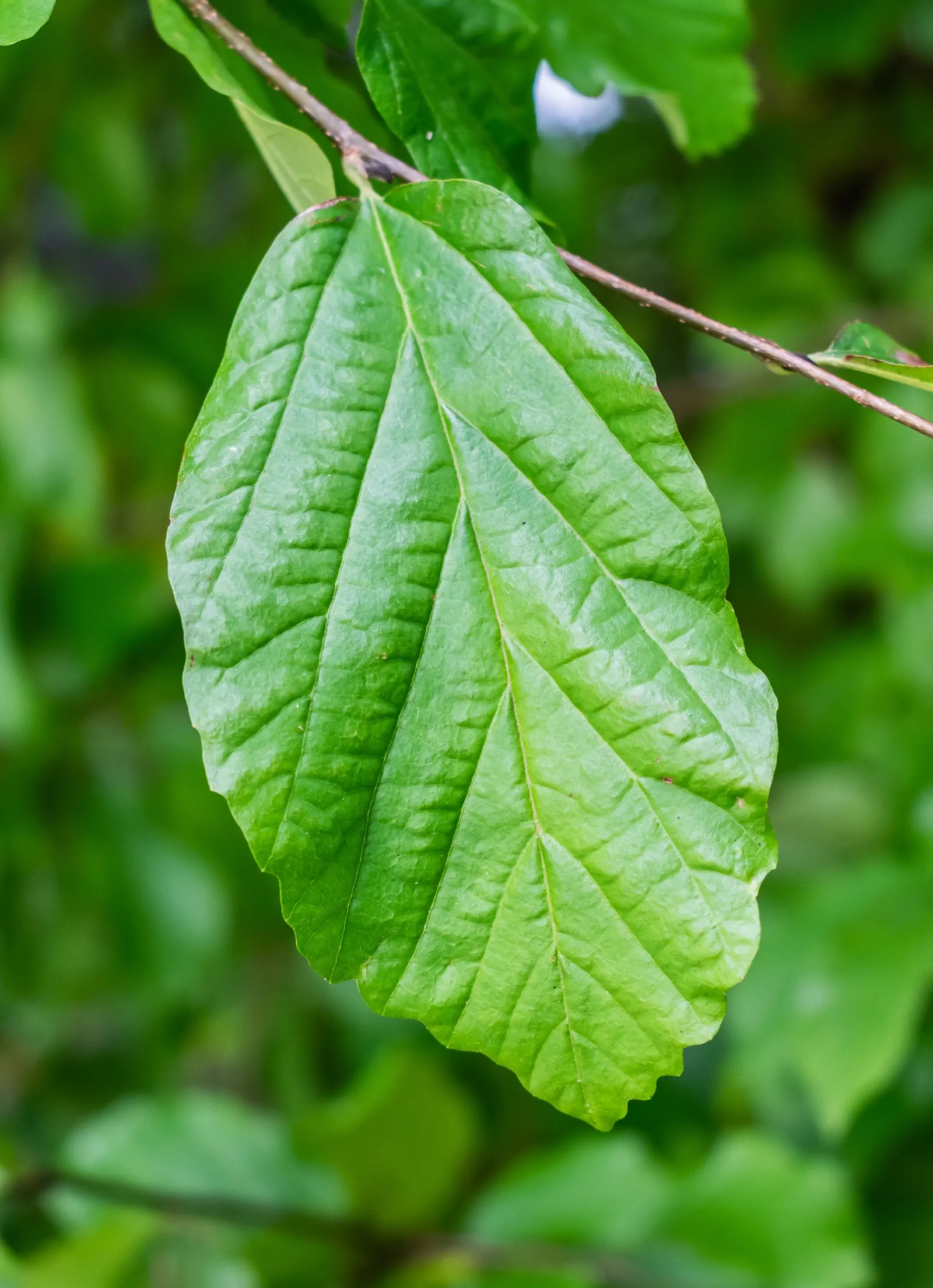 Persian Parrotia (Parrotia Persica) — starting as lustrous green; before the foliage unfolds, image 88