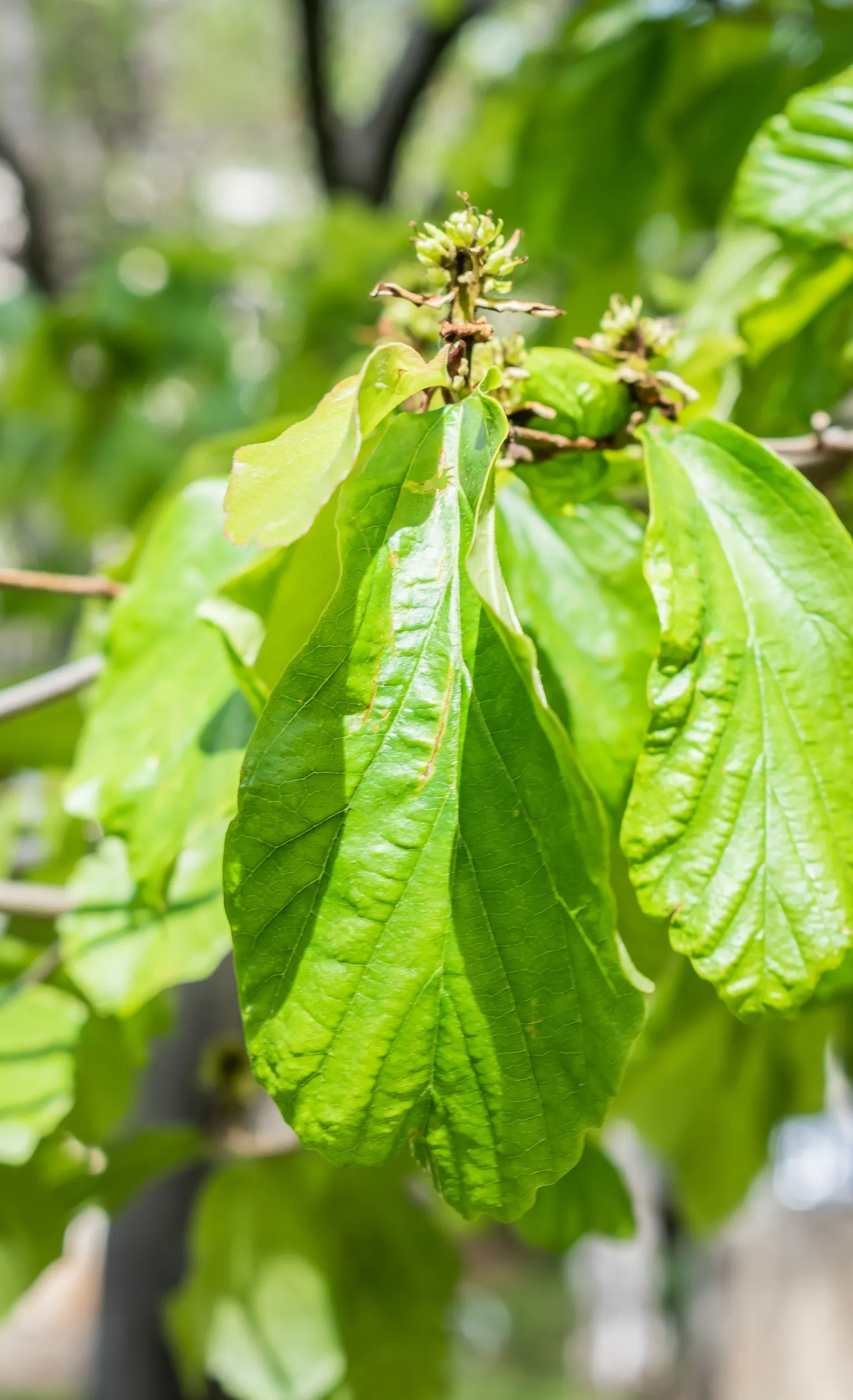 Persian Parrotia (Parrotia Persica) — before the foliage unfolds; is an exquisite choice for those seeking a unique and vibrant specimen in their landscape