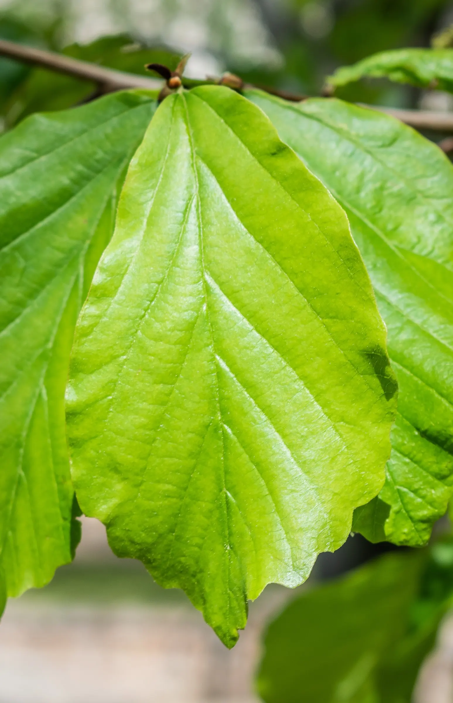 Persian Parrotia (Parrotia Persica) — Mature specimens can reach heights of 20 to 40 feet with a canopy spread of 15 to 30 feet, image 58