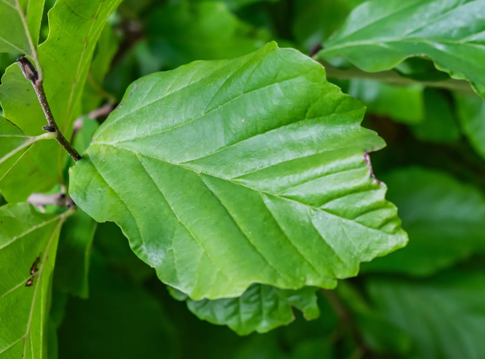 Persian Parrotia (Parrotia Persica) — and creams - a characteristic that provides visual interest even in the heart of winter; it matures to, image 83