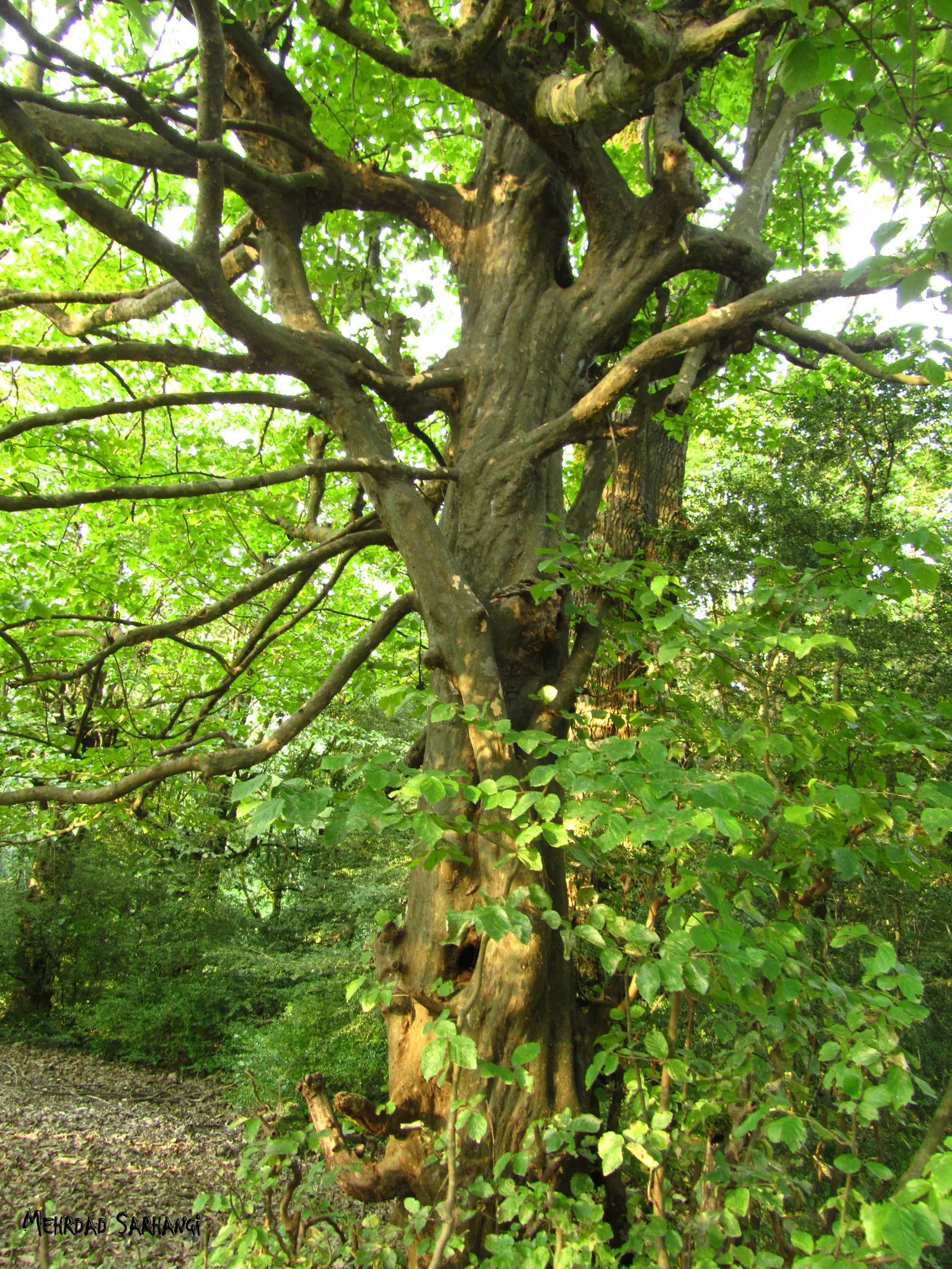 Persian Parrotia (Parrotia Persica) — known as Persian Parrotia or Persian Ironwood; noted for its exfoliating bark and brilliant fall colors ranging from