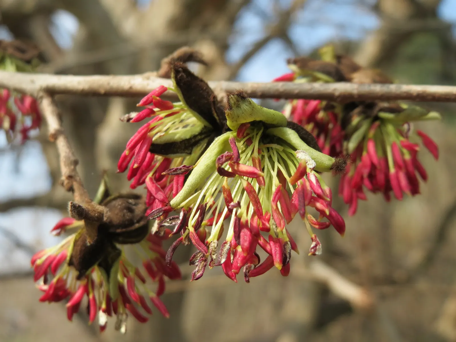 Persian Parrotia (Parrotia Persica) — offering year-round interest in urban or residential settings