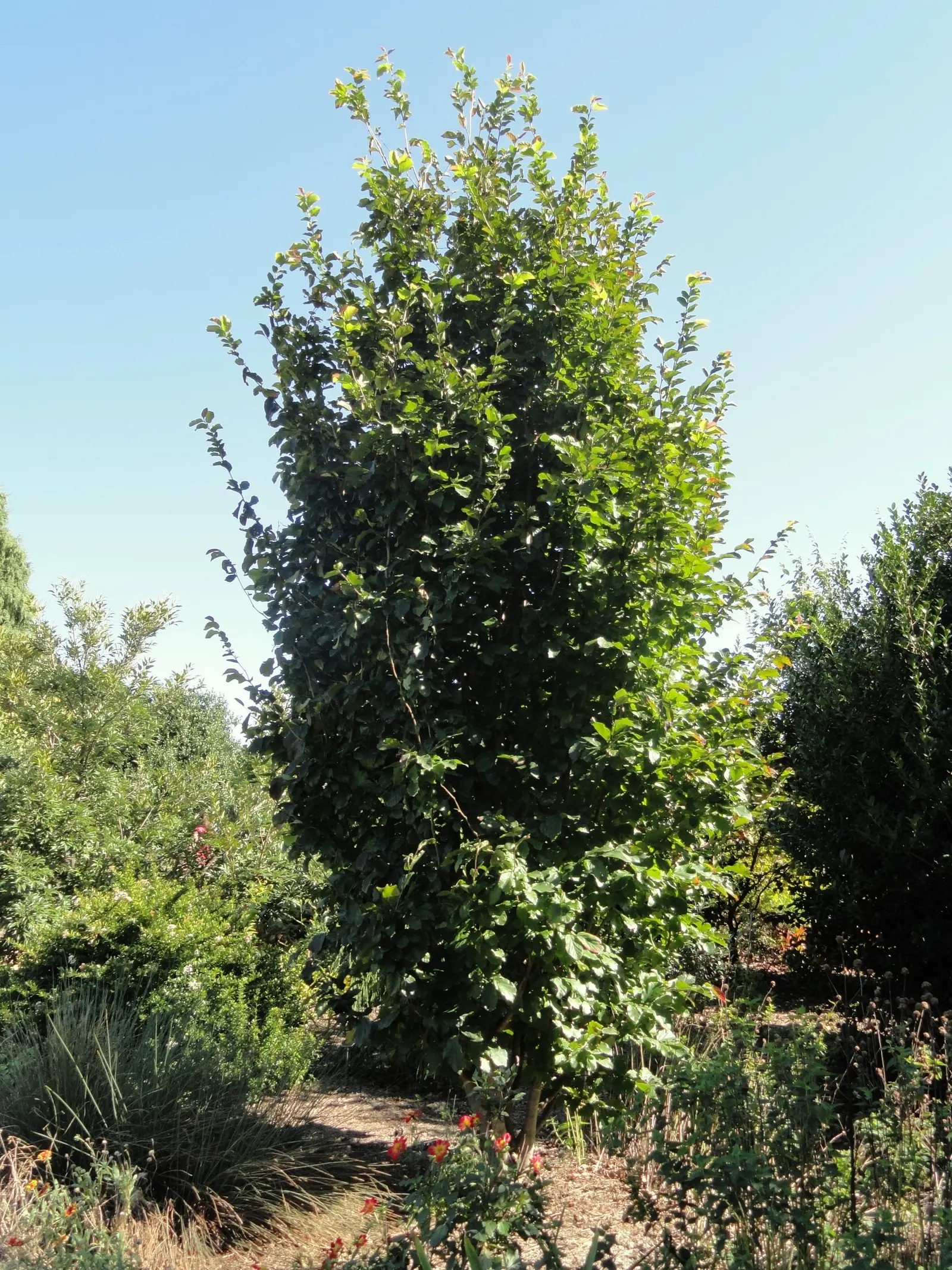 Persian Parrotia (Parrotia Persica) — it's adaptable to various soil types; shrub / tree for full or half or shade, image 53