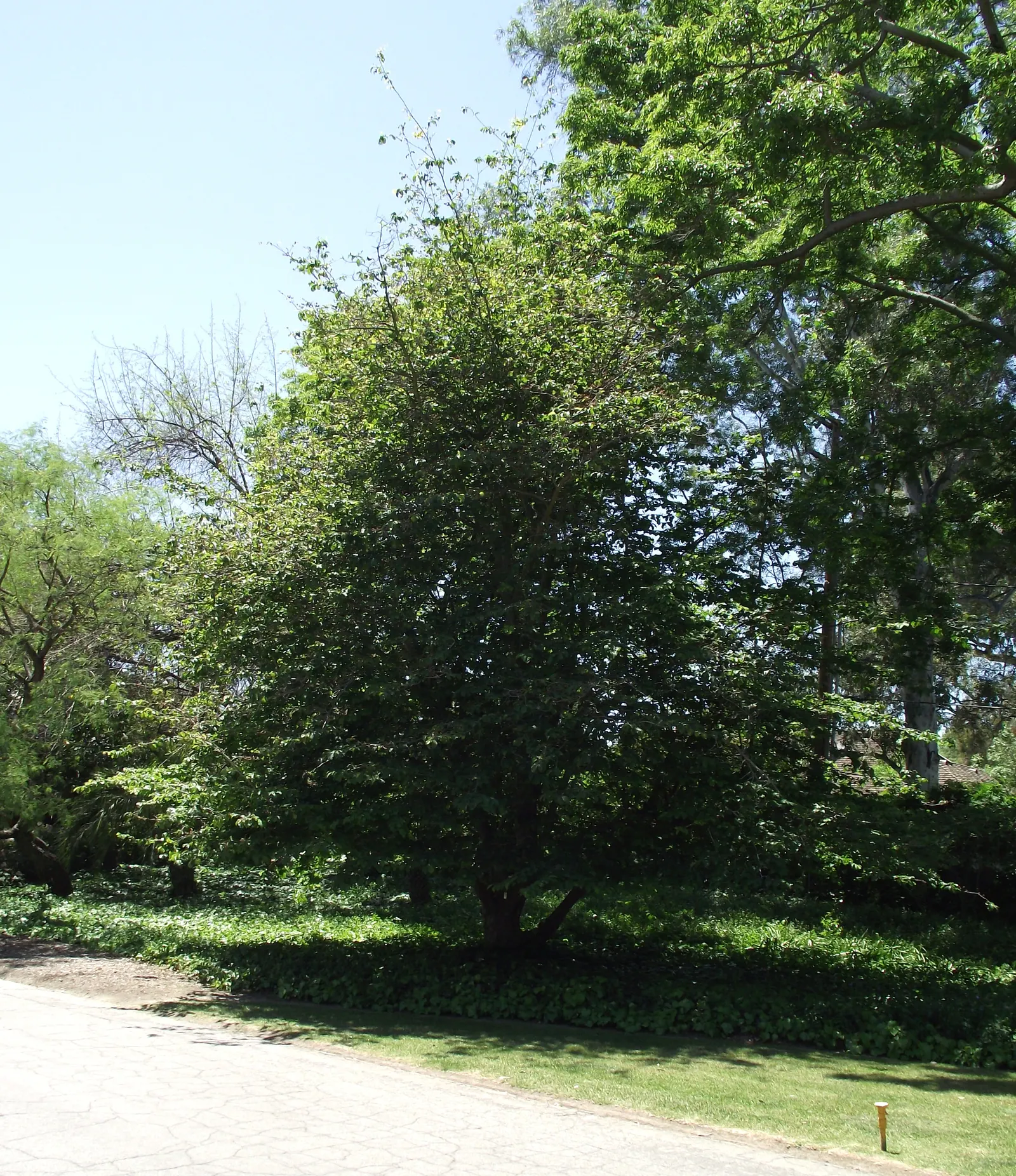 Persian Parrotia (Parrotia Persica) — known as Persian Parrotia or Persian Ironwood