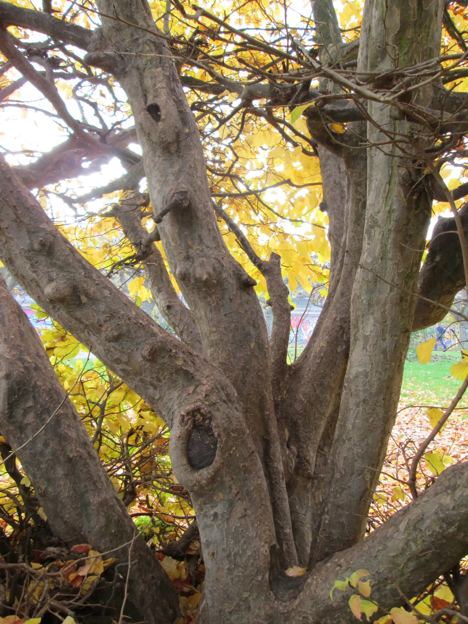 Persian Parrotia (Parrotia Persica) — Mature specimens can reach heights of 20 to 40 feet with a canopy spread of 15 to 30 feet