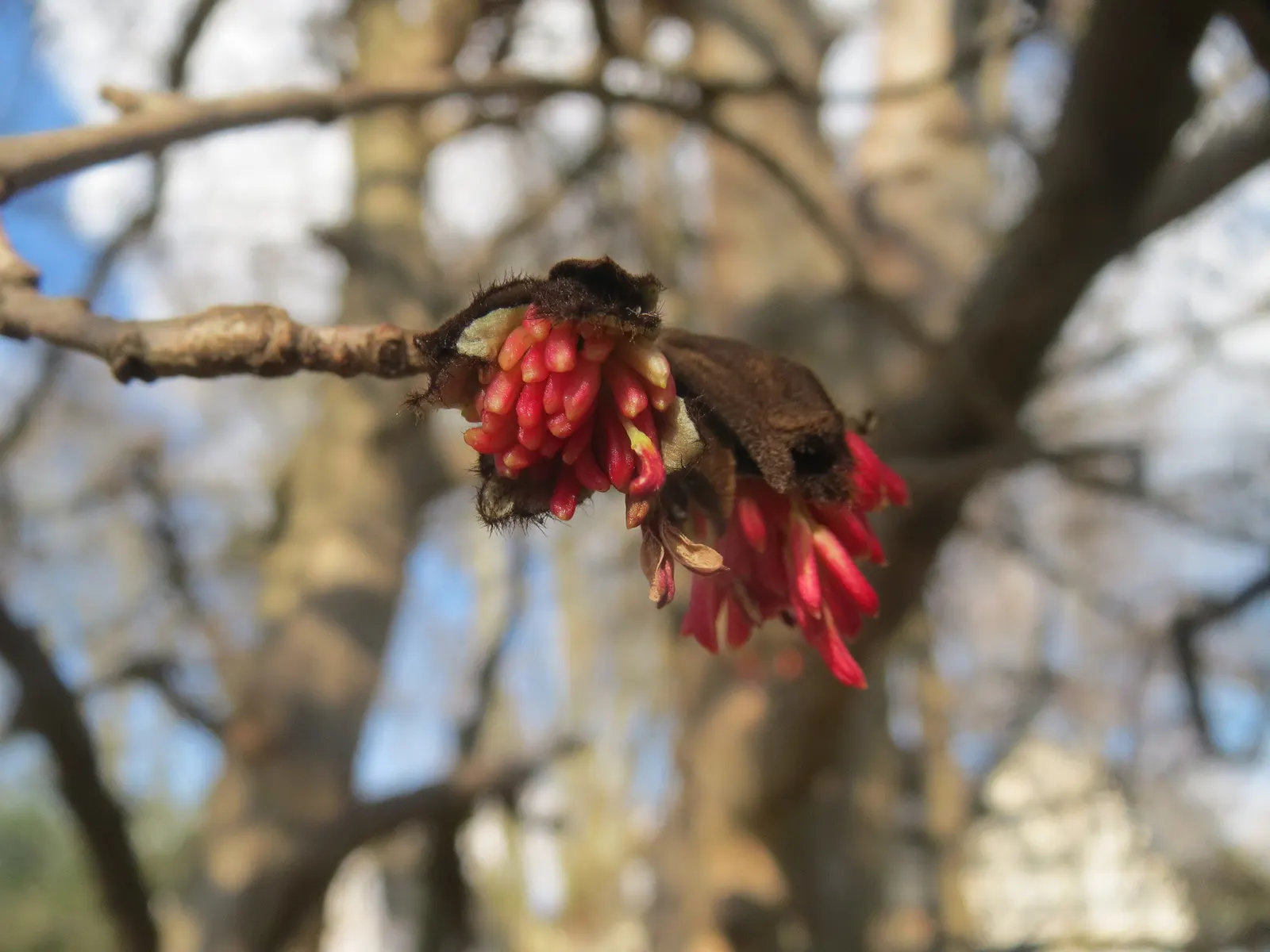 Persian Parrotia (Parrotia Persica) — It matures to roughly 20-40 feet high with a similar spread; persian Parrotia offers an impressive display of, image 95