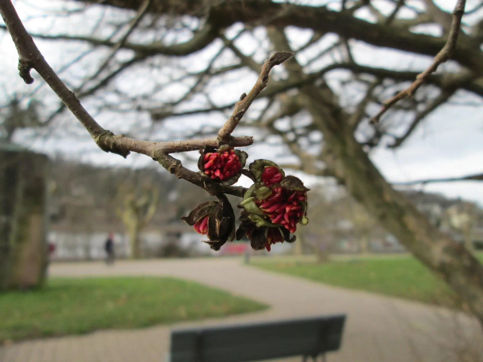 Persian Parrotia (Parrotia Persica) — Care is minimal, making Parrotia persica a wise selection for both its striking appeal and ease of care, image 114