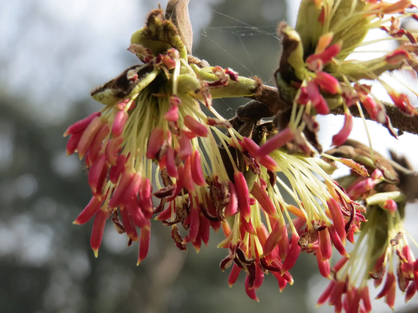 Persian Parrotia (Parrotia Persica) — Persian Parrotia offers an impressive display of foliage; offering year-round interest in urban or, image 64