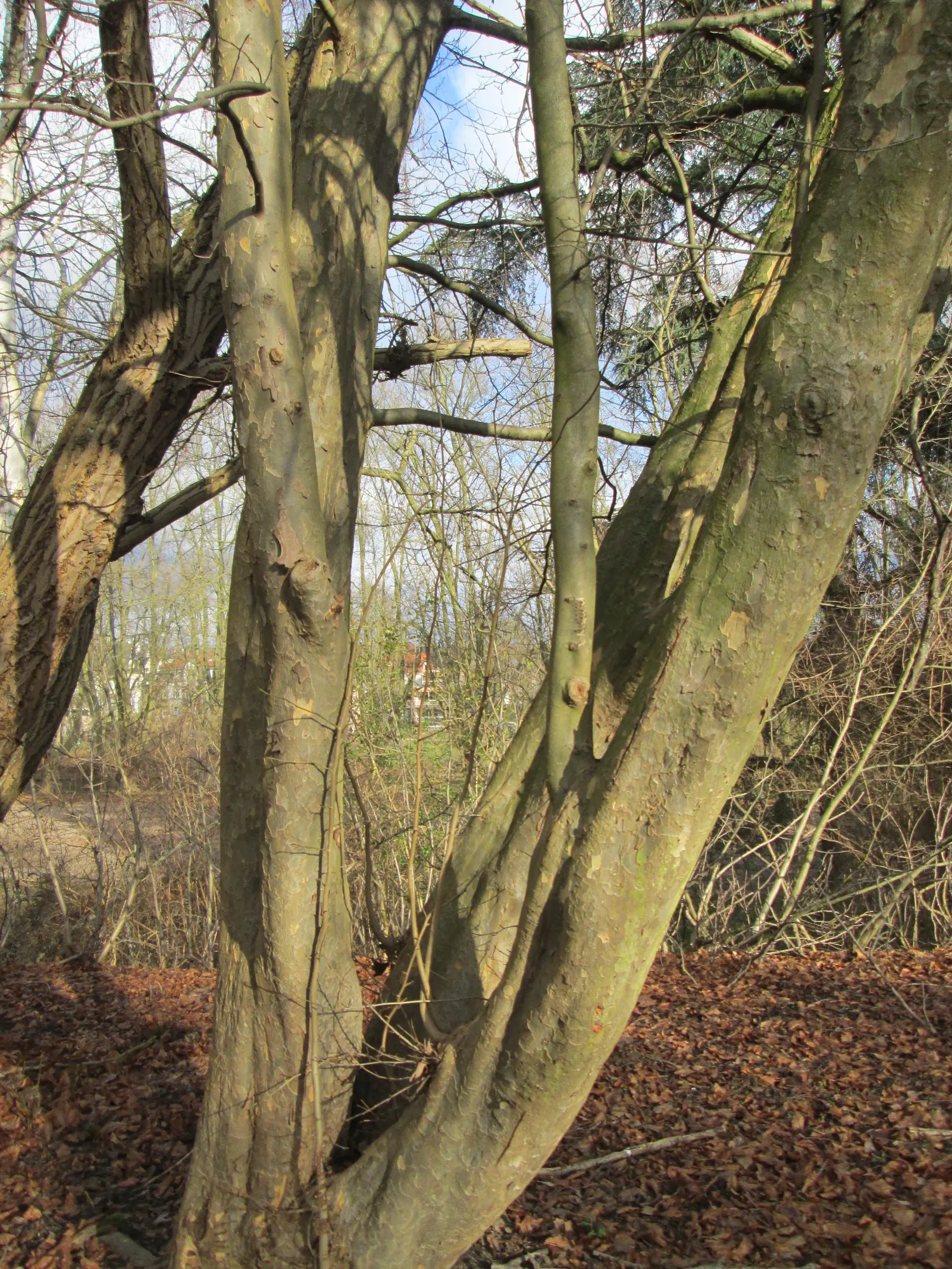 Persian Parrotia (Parrotia Persica) — it's adaptable to various soil types