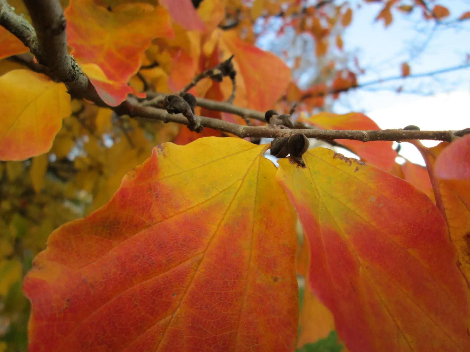 Persian Parrotia (Parrotia Persica) — Native to Iran and Northern Iran; it thrives in USDA zones 4-8, image 57